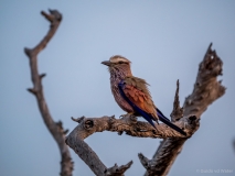 Purple roller, South-Africa